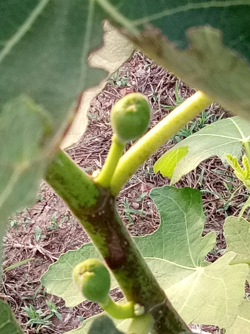 无花果树