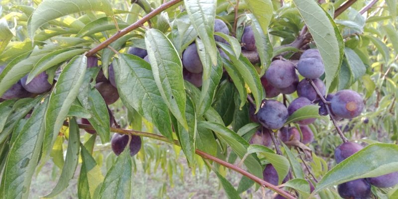 果汁多，口感甜脆。