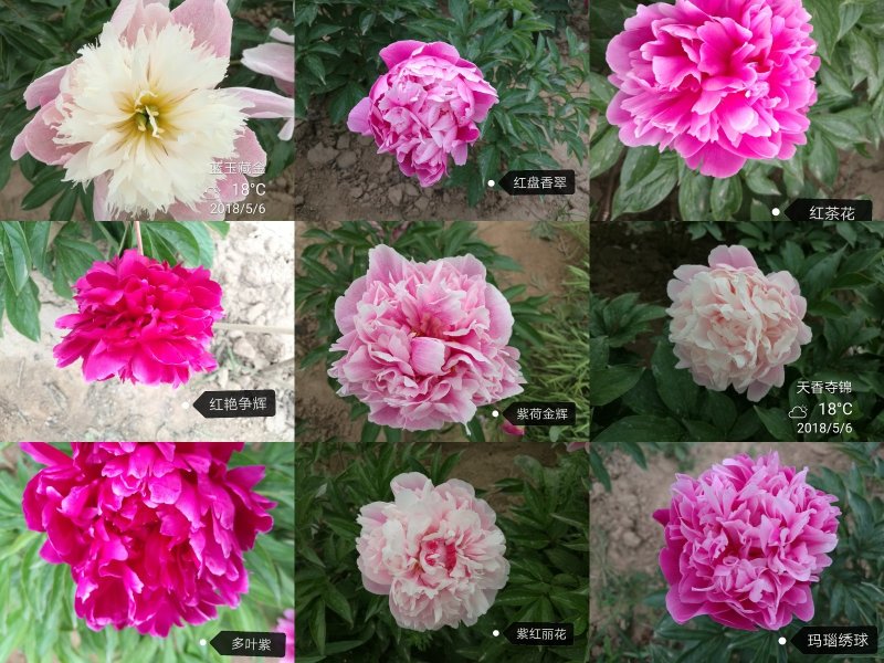 芍药，芍药苗，芍药花，鲜切花，芍药小苗观赏芍药