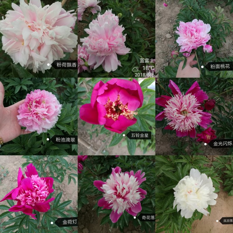 芍药，芍药苗，芍药花，鲜切花，芍药小苗观赏芍药
