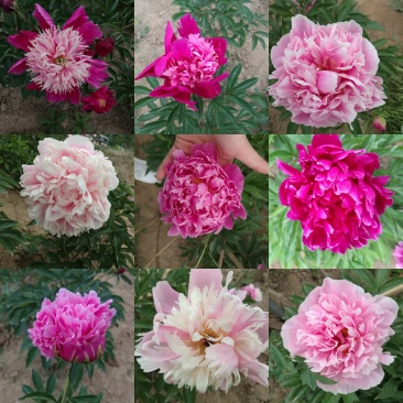 芍药，芍药苗，芍药花，鲜切花，芍药小苗观赏芍药
