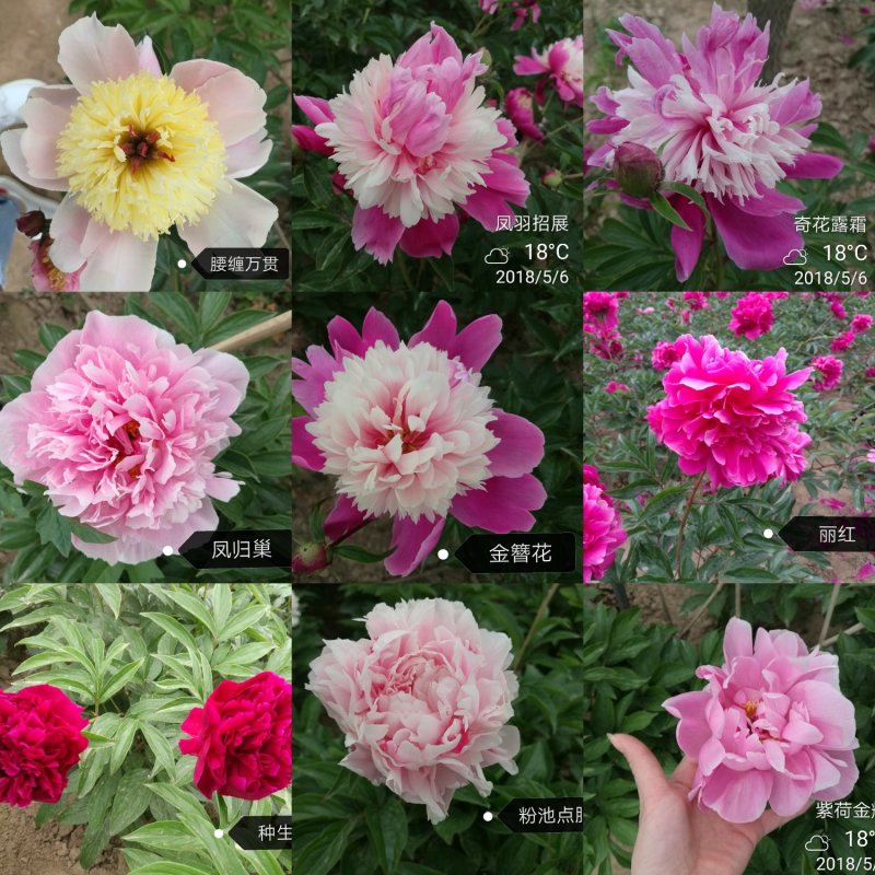 芍药，芍药苗，芍药花，鲜切花，芍药小苗观赏芍药