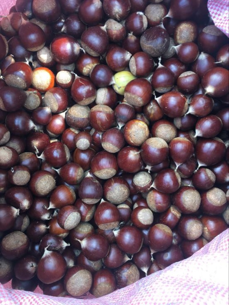 锥栗板栗精品锥栗