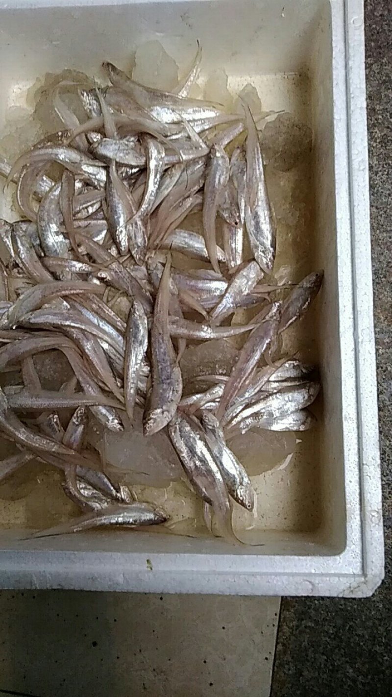 半咸水小刀鱼
