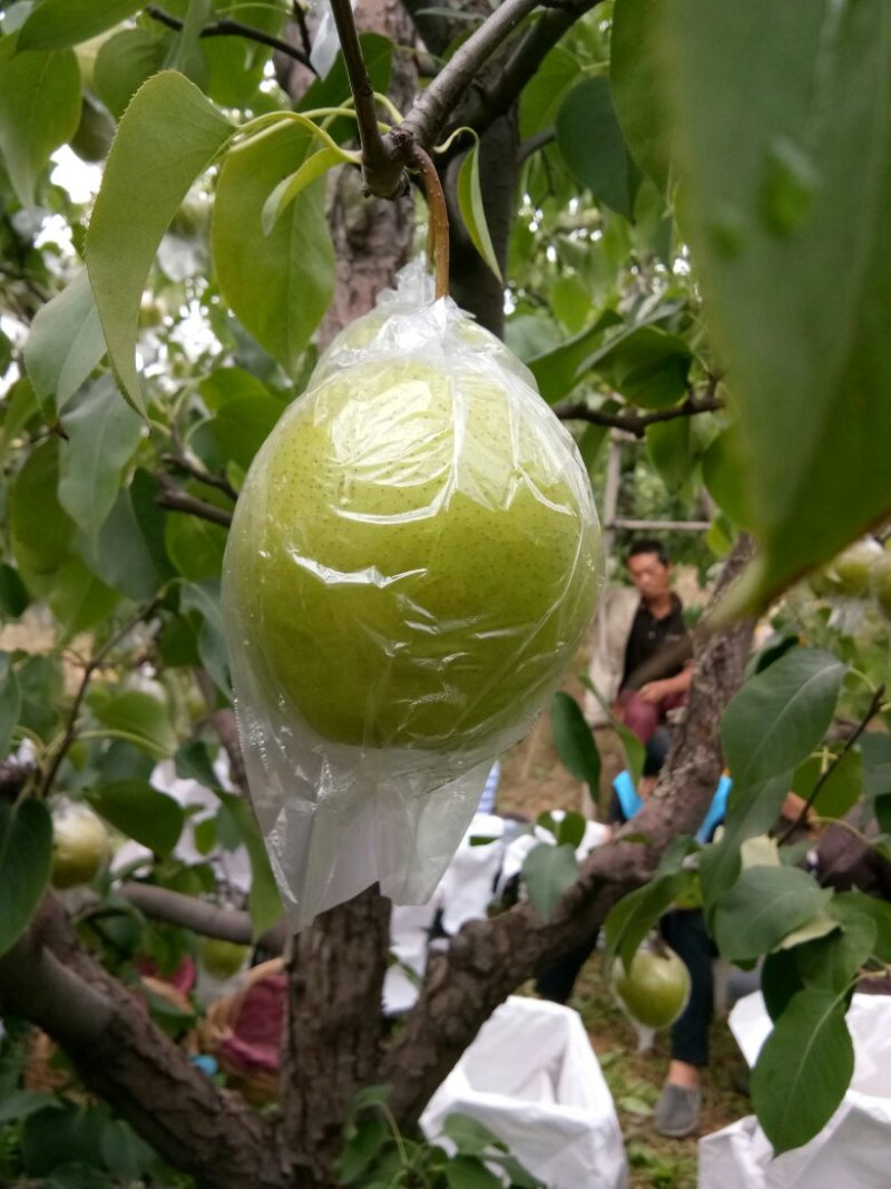 雪花梨