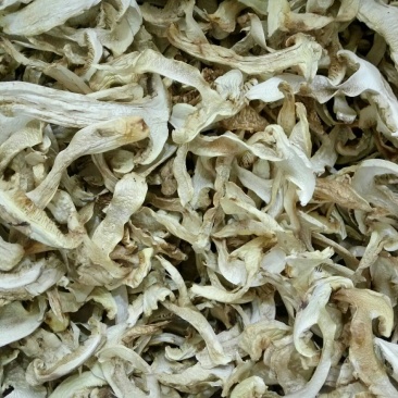 松茸干片