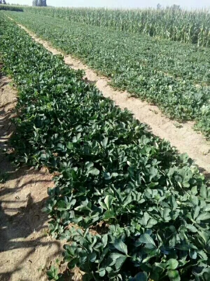 草莓苗红颜章姬