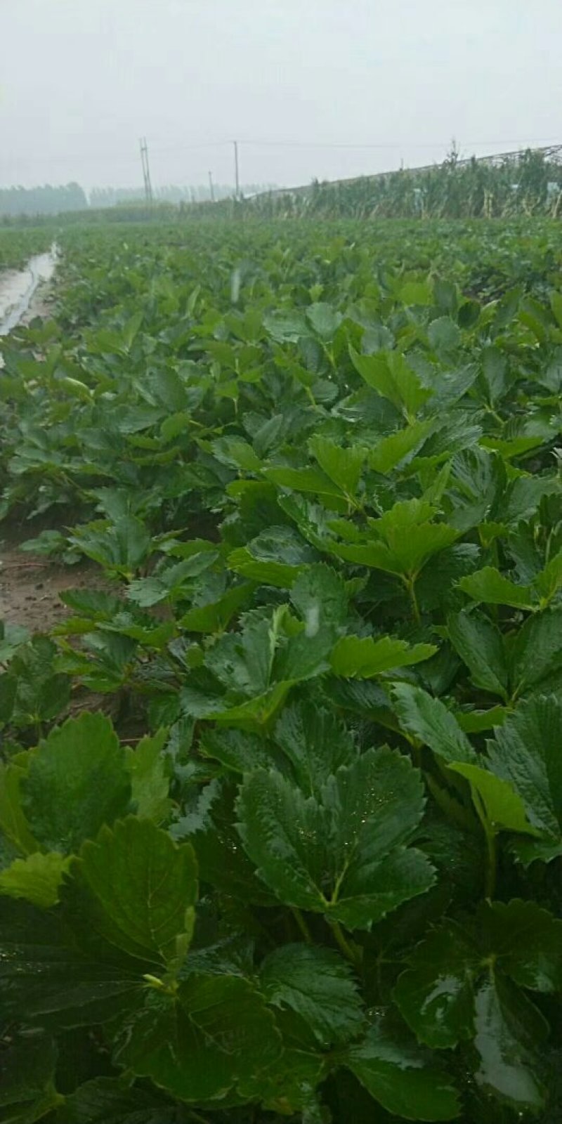 草莓苗红颜章姬