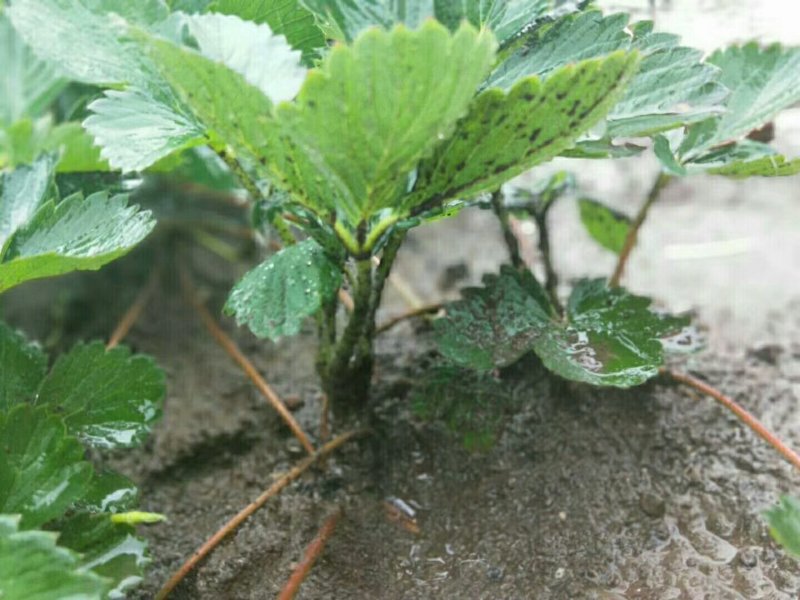 草莓苗红颜章姬