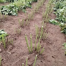 观赏芍药品种，芍药花苗，大花芍药
