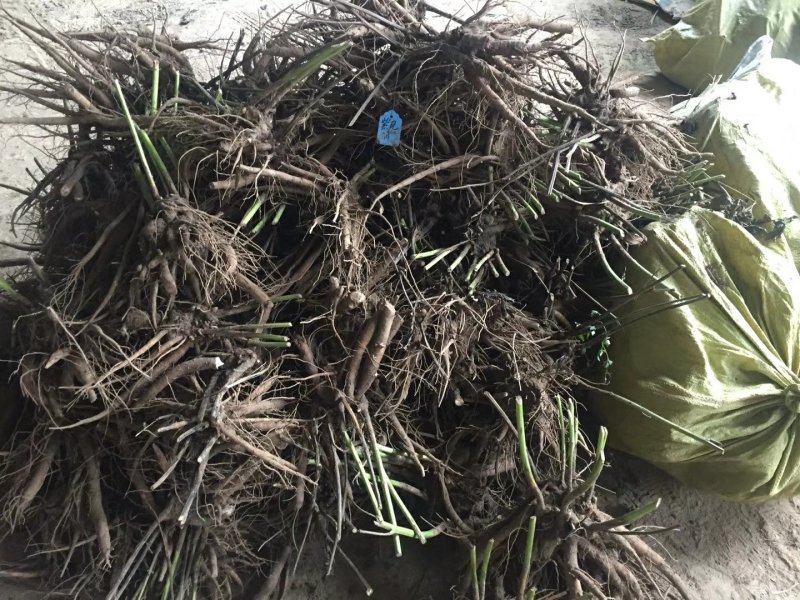 观赏芍药品种，芍药花苗，大花芍药