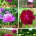 观赏芍药品种，芍药花苗，大花芍药