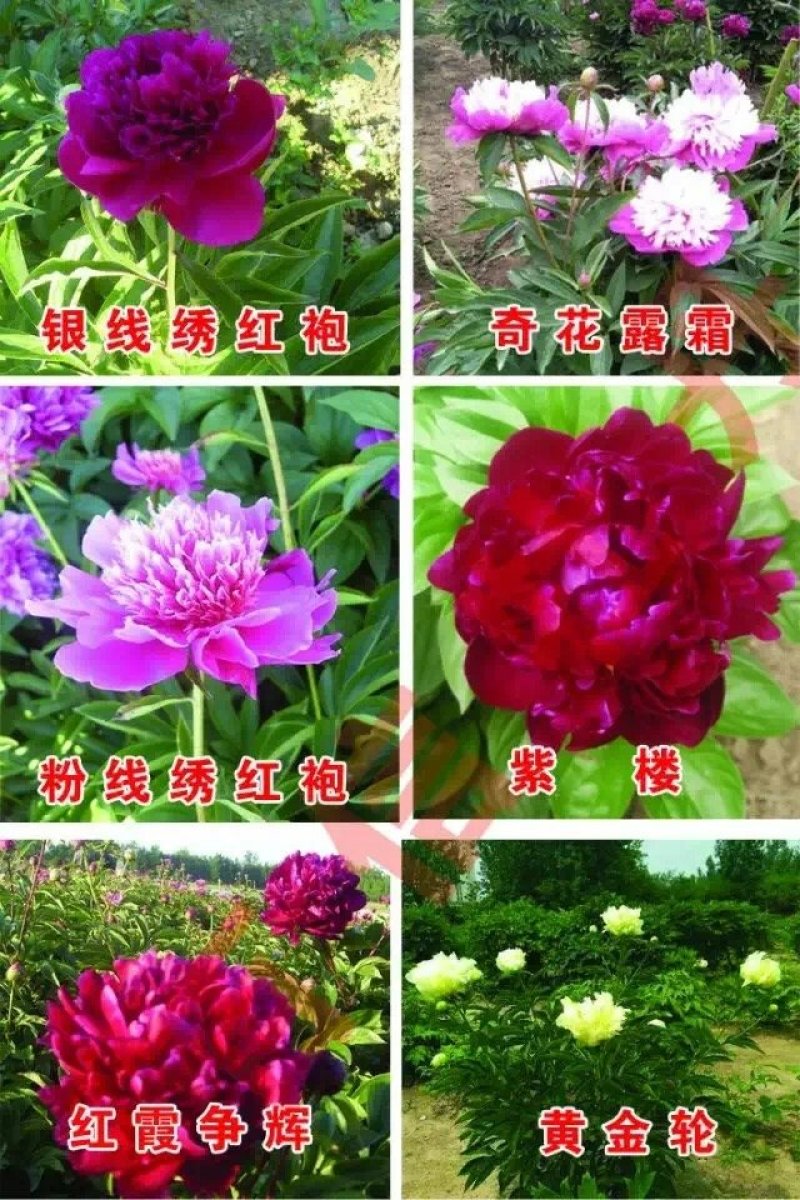 观赏芍药品种，芍药花苗，大花芍药