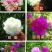 观赏芍药品种，芍药花苗，大花芍药