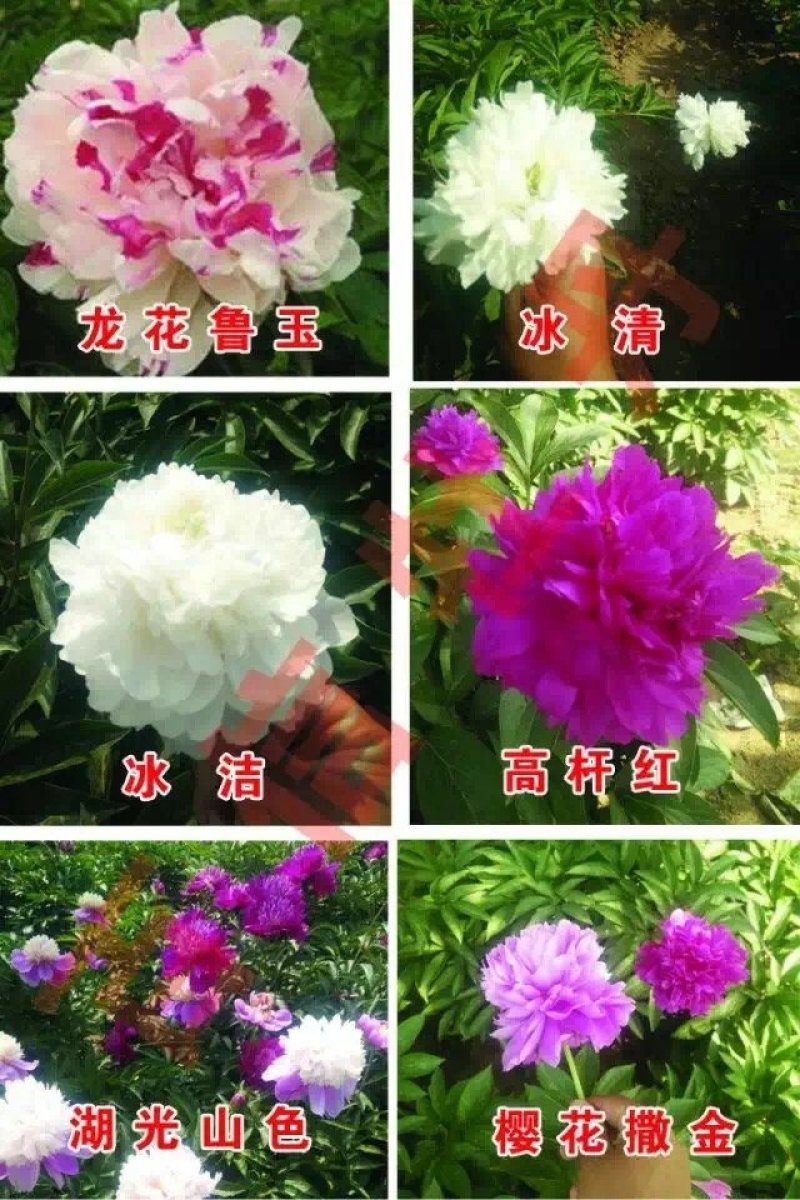 观赏芍药品种，芍药花苗，大花芍药