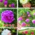 观赏芍药品种，芍药花苗，大花芍药