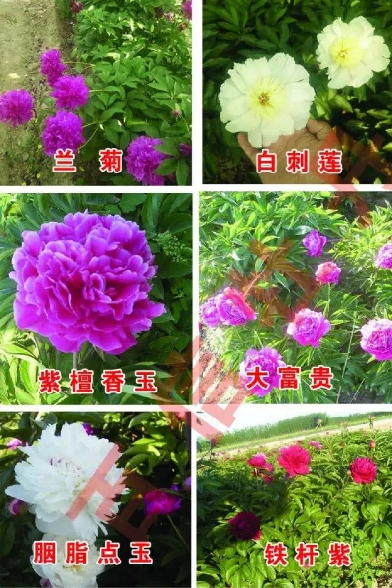 观赏芍药品种，芍药花苗，大花芍药