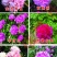 观赏芍药品种，芍药花苗，大花芍药