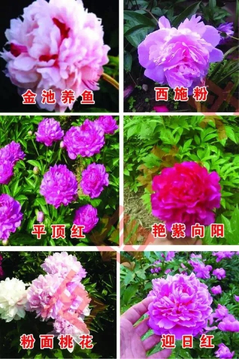 观赏芍药品种，芍药花苗，大花芍药