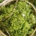 吴茱萸苗茶辣苗绿化工程苗江西中花吴茱萸苗