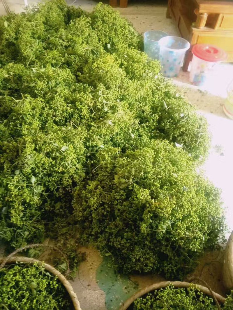 吴茱萸苗茶辣苗绿化工程苗江西中花吴茱萸苗