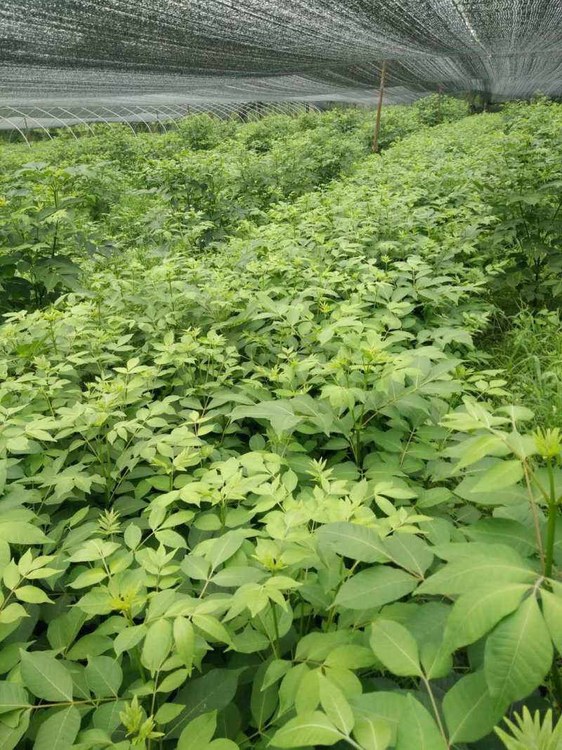 吴茱萸苗茶辣苗绿化工程苗江西中花吴茱萸苗