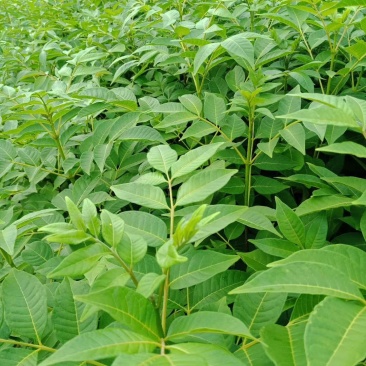 吴茱萸苗茶辣苗绿化工程苗江西中花吴茱萸苗