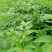吴茱萸苗茶辣苗绿化工程苗江西中花吴茱萸苗