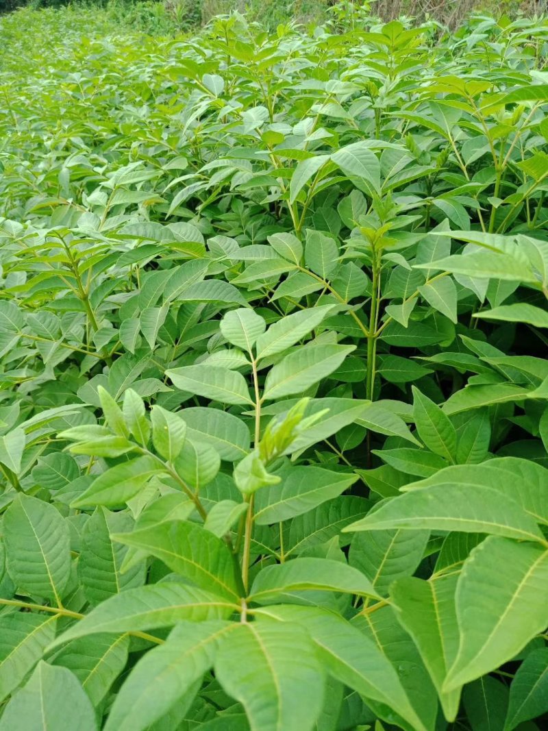 吴茱萸苗茶辣苗绿化工程苗江西中花吴茱萸苗