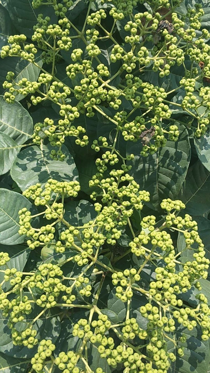 吴茱萸苗茶辣苗绿化工程苗江西中花吴茱萸苗