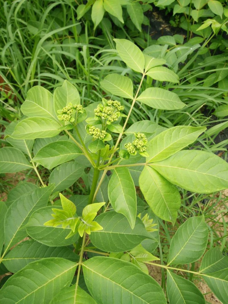 吴茱萸苗茶辣苗绿化工程苗江西中花吴茱萸苗