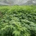吴茱萸苗茶辣苗绿化工程苗江西中花吴茱萸苗