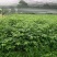 吴茱萸苗茶辣苗绿化工程苗江西中花吴茱萸苗