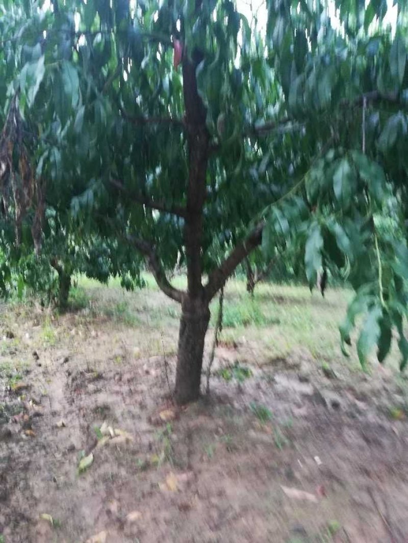 桃树，占地用桃树，绿化工程用桃树，五年生成品丰果期桃树，