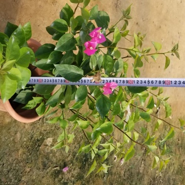 三角梅40~60