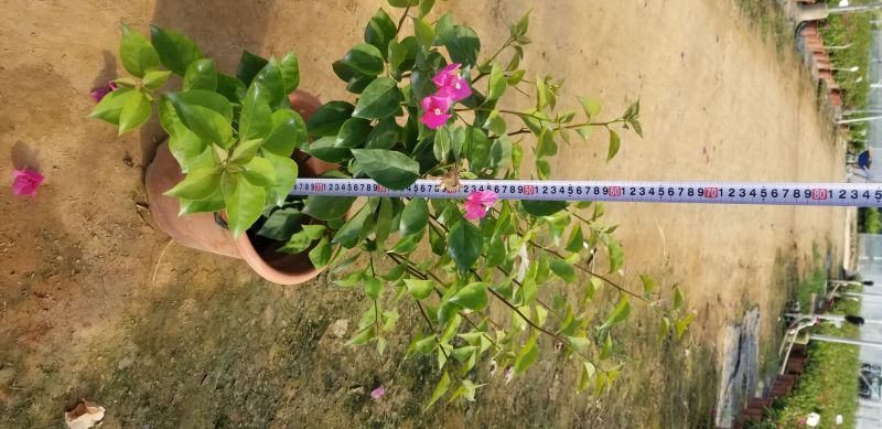 三角梅40~60