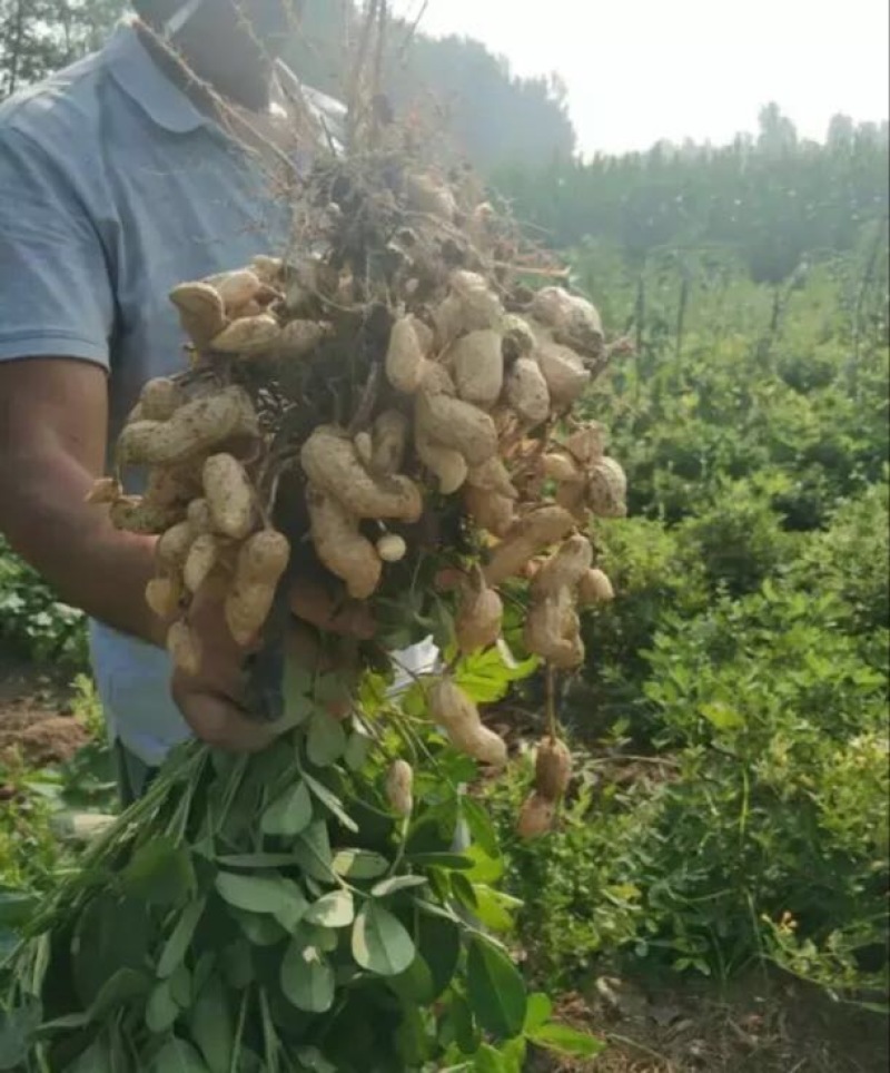 花生、鲜货带壳干货带壳基地