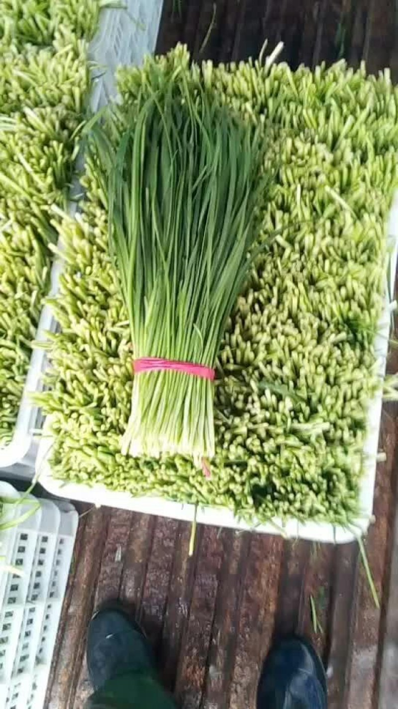 韭菜！免摘