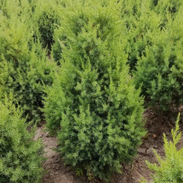望都塔桧河北望都景观绿化3米自然塔形