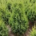 望都塔桧河北望都景观绿化3米自然塔形