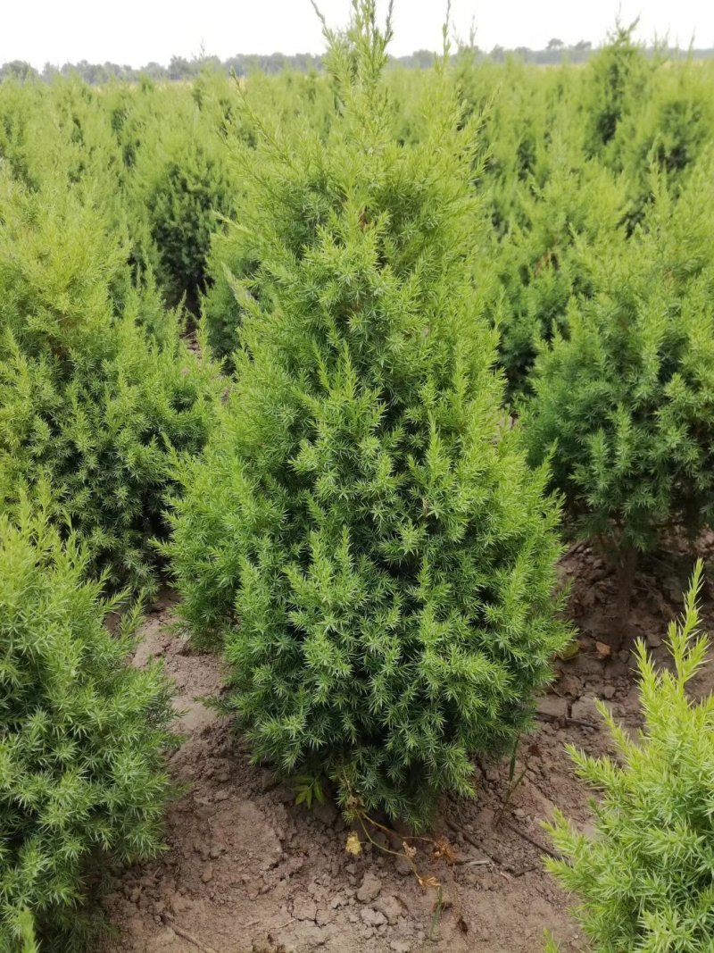 望都塔桧河北望都景观绿化3米自然塔形