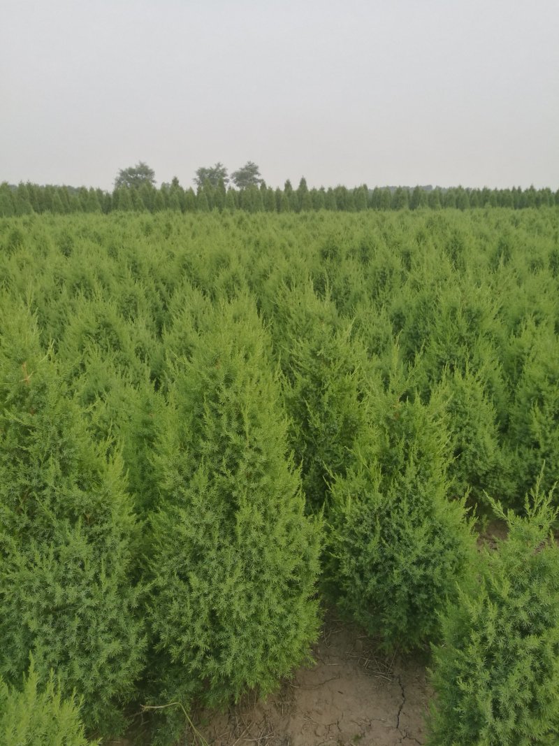 望都塔桧河北望都景观绿化3米自然塔形