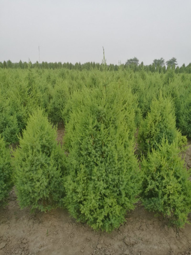 望都塔桧河北望都景观绿化3米自然塔形
