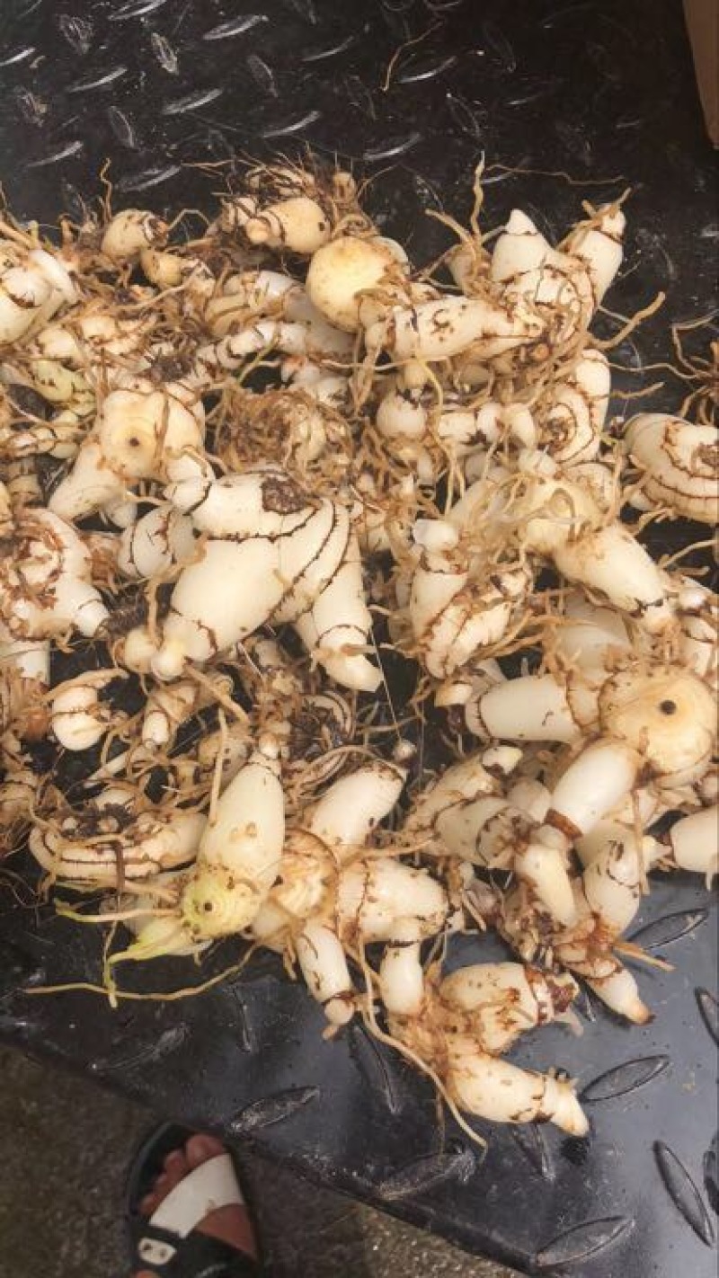 三叉白芨鲜货选货