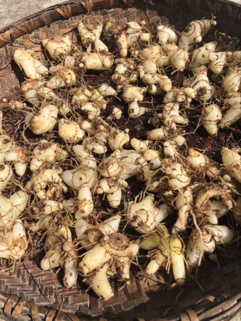 三叉白芨鲜货选货