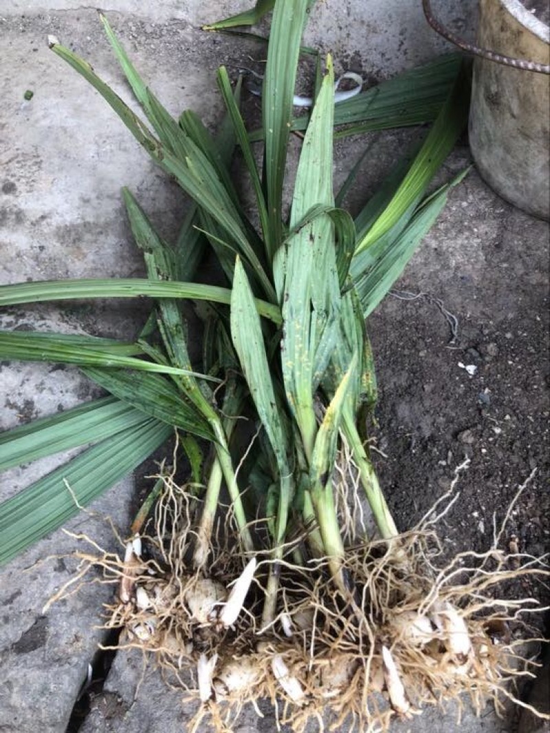 三叉白芨鲜货选货