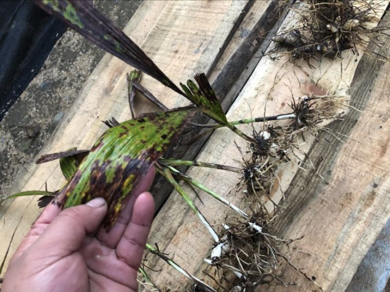 三叉白芨鲜货选货