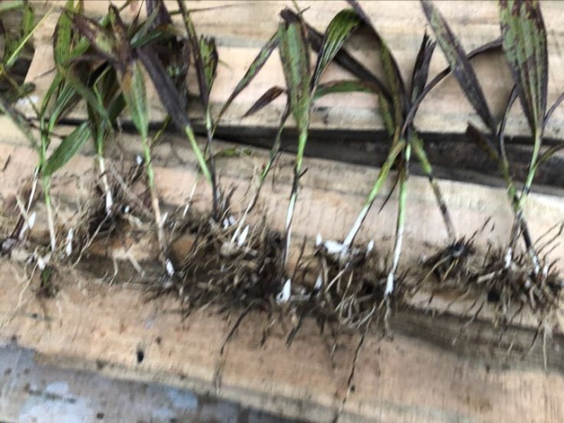 三叉白芨鲜货选货