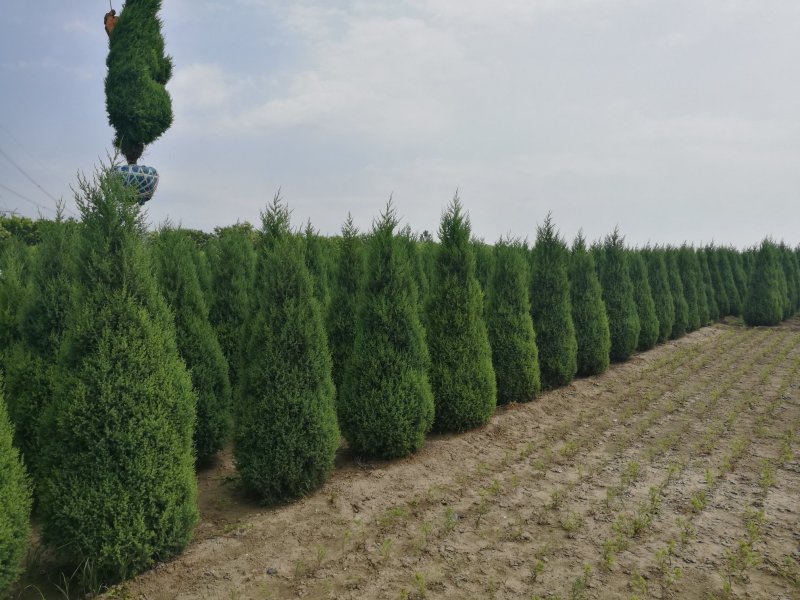 望都塔桧河北望都景观绿化2.5米自然塔形