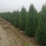 望都塔桧河北望都景观绿化2.5米自然塔形